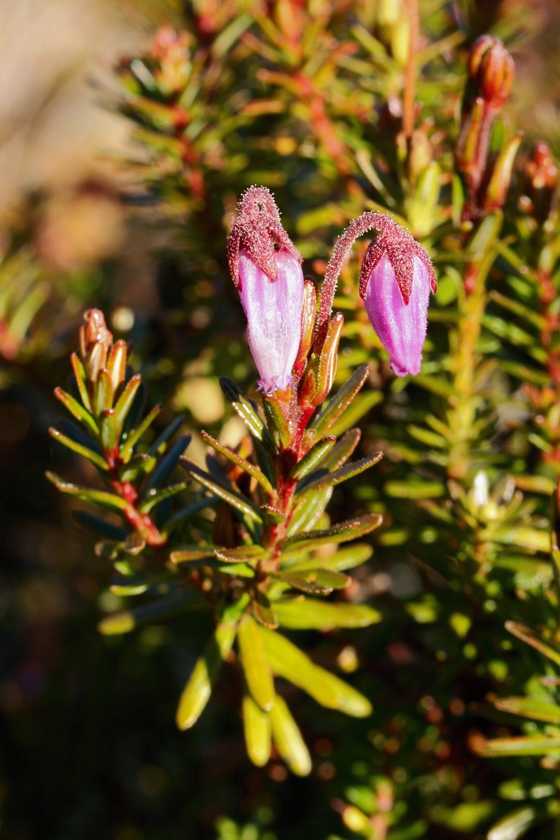 Изображение особи Phyllodoce caerulea.