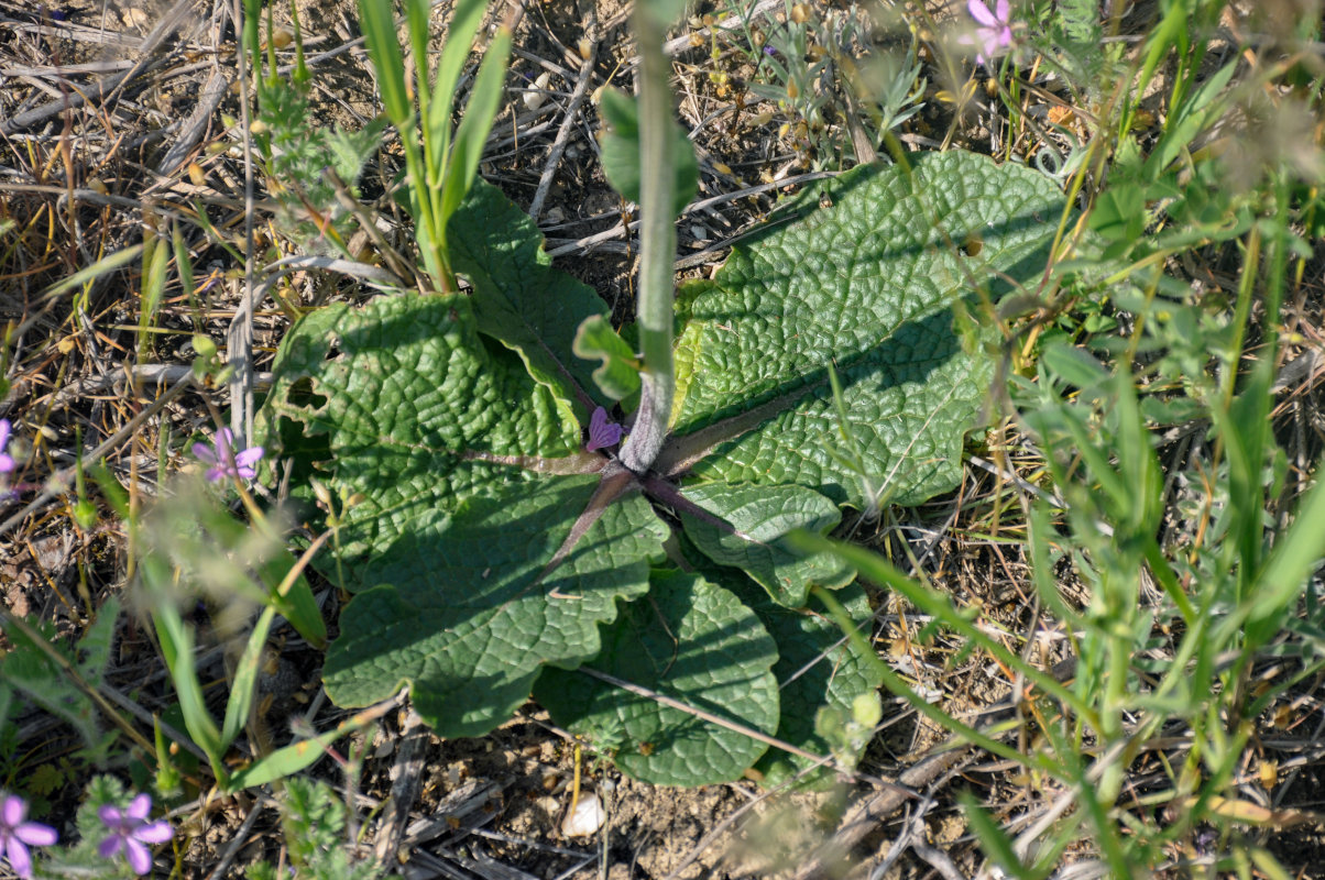 Image of Verbascum phoeniceum specimen.