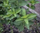Stevia rebaudiana