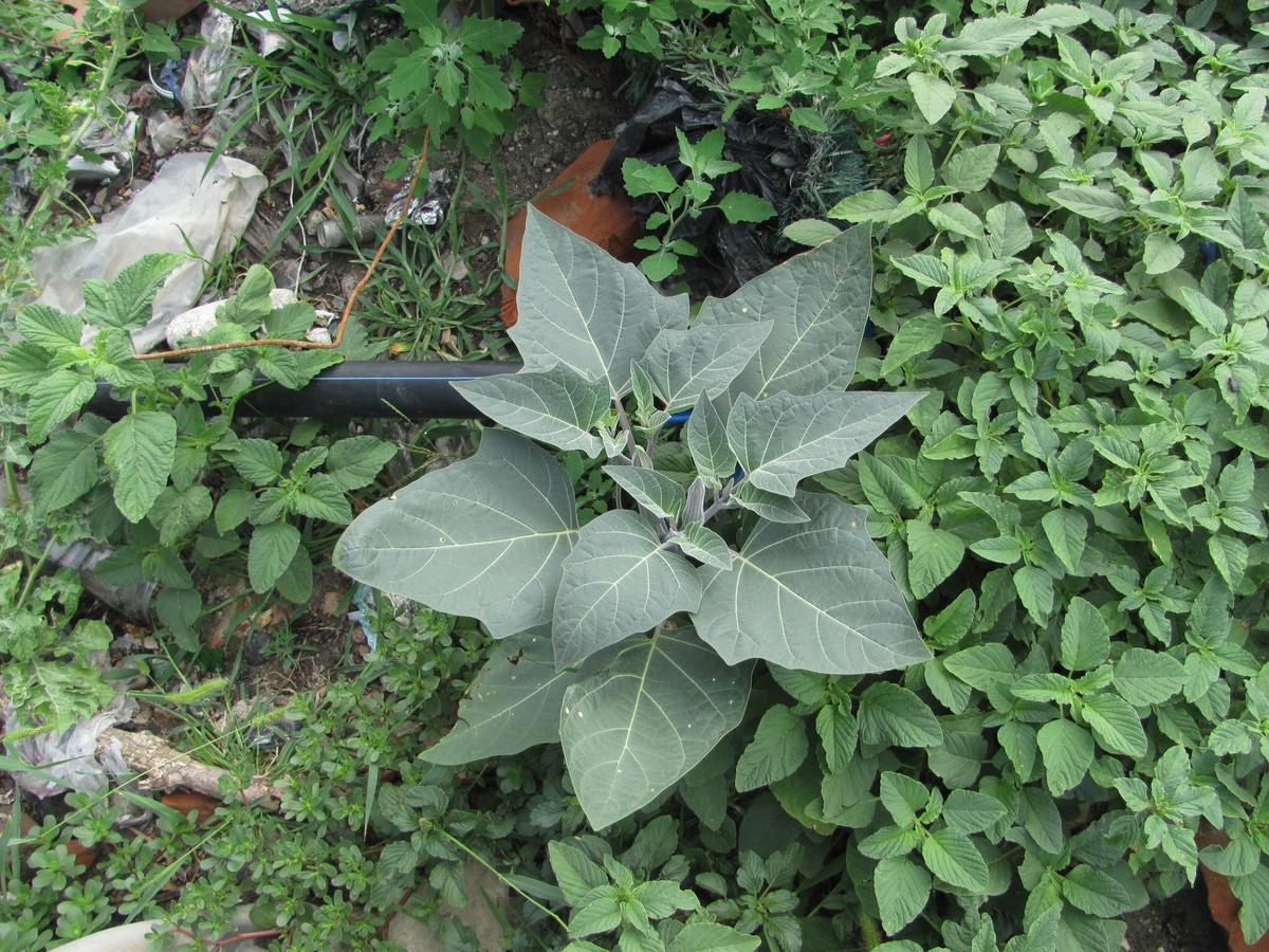 Image of Datura innoxia specimen.