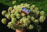 genus Angelica