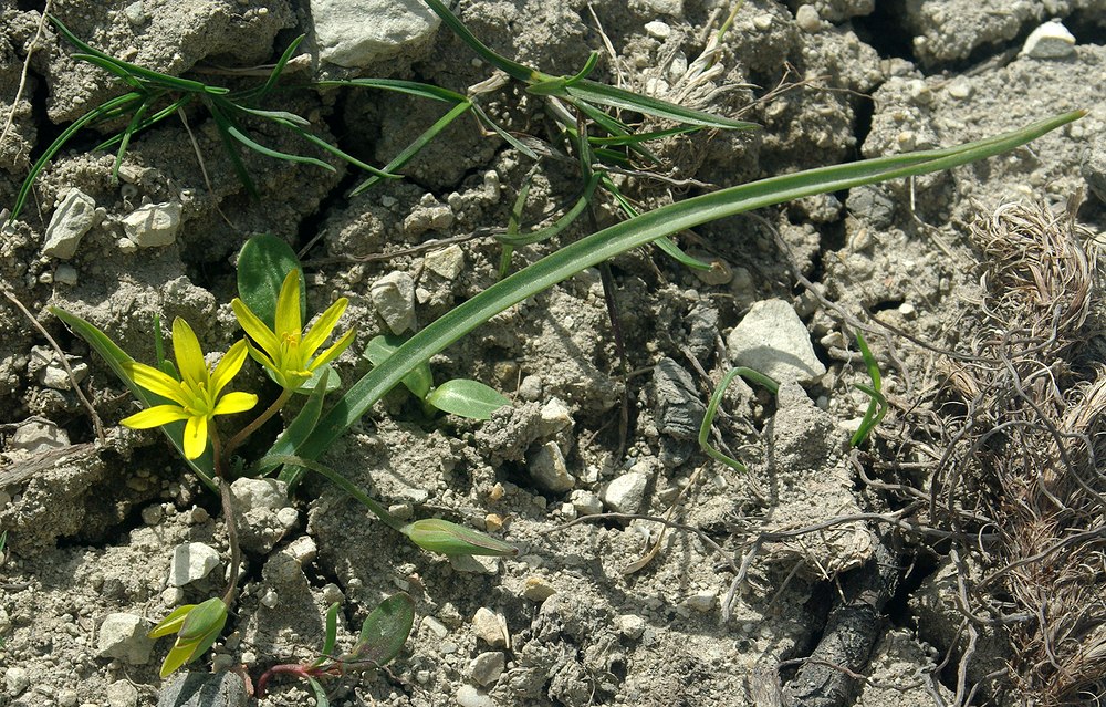 Image of Gagea germainae specimen.