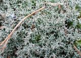 Cladonia uncialis