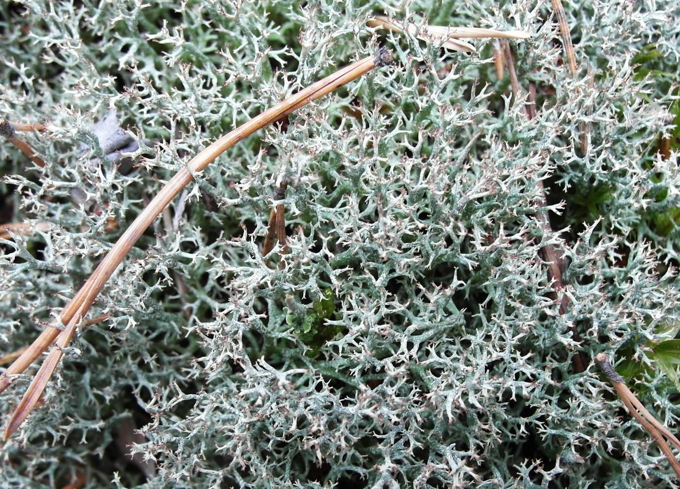 Изображение особи Cladonia uncialis.