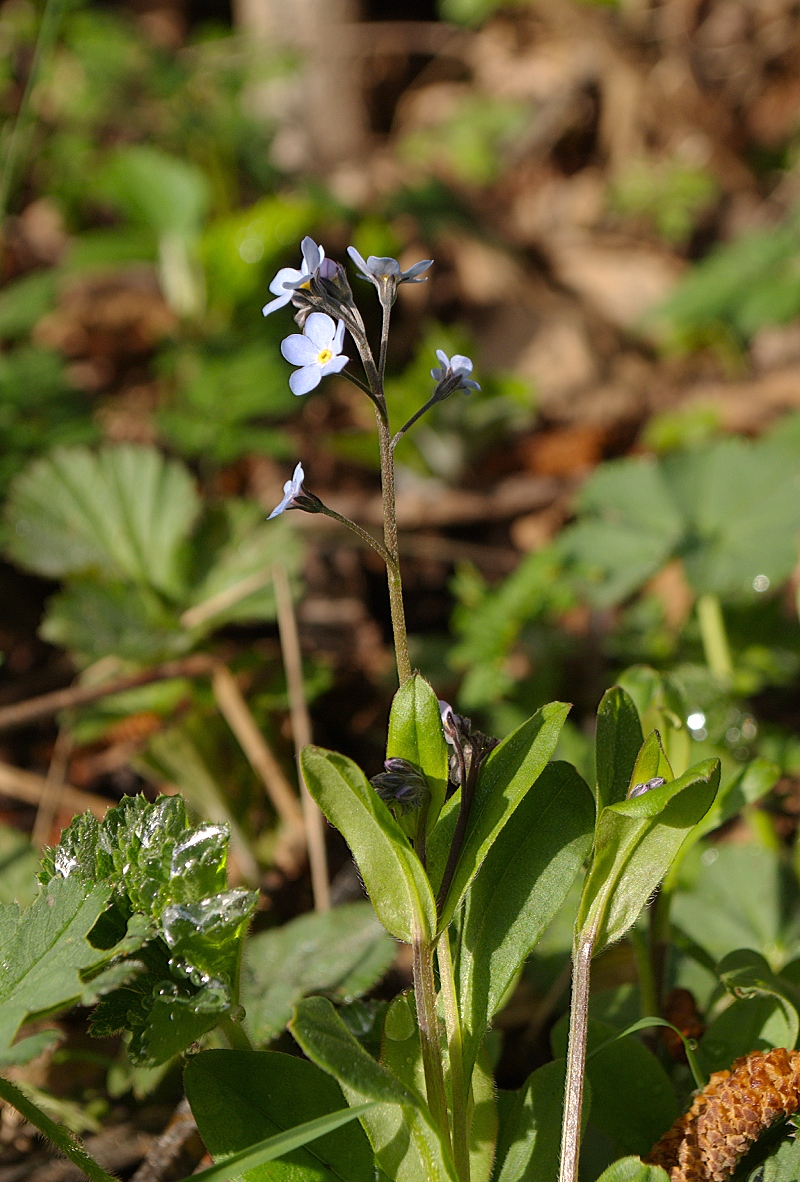 Изображение особи Myosotis cespitosa.