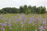 Campanula persicifolia. Цветущие растения. Калужская обл., Боровский р-н, правый берег р. Протва в 500 м выше по течению от дер. Сатино, луг. 3 июля 2020 г.