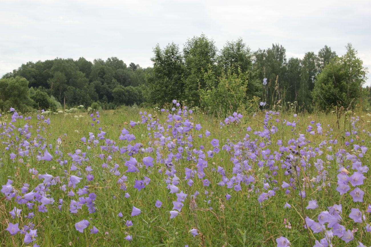 Изображение особи Campanula persicifolia.