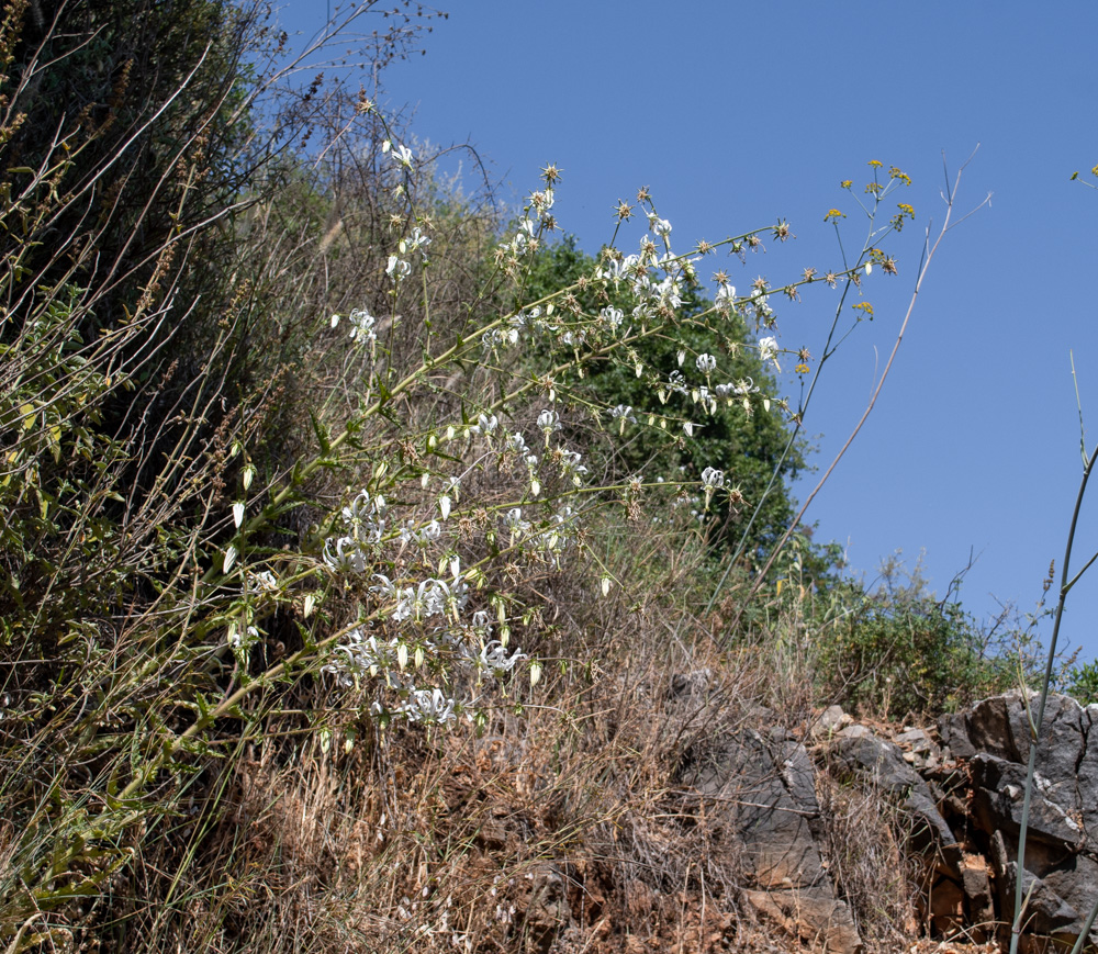 Image of Michauxia campanuloides specimen.