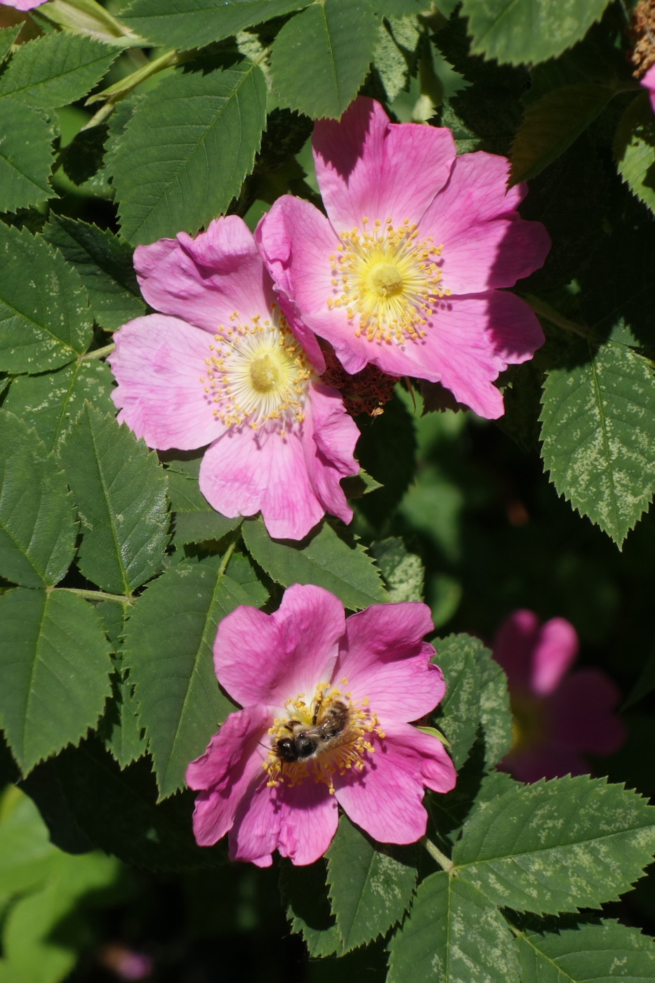 Image of Rosa canina specimen.