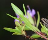 Image of taxon representative. Author is Вера Волкотруб