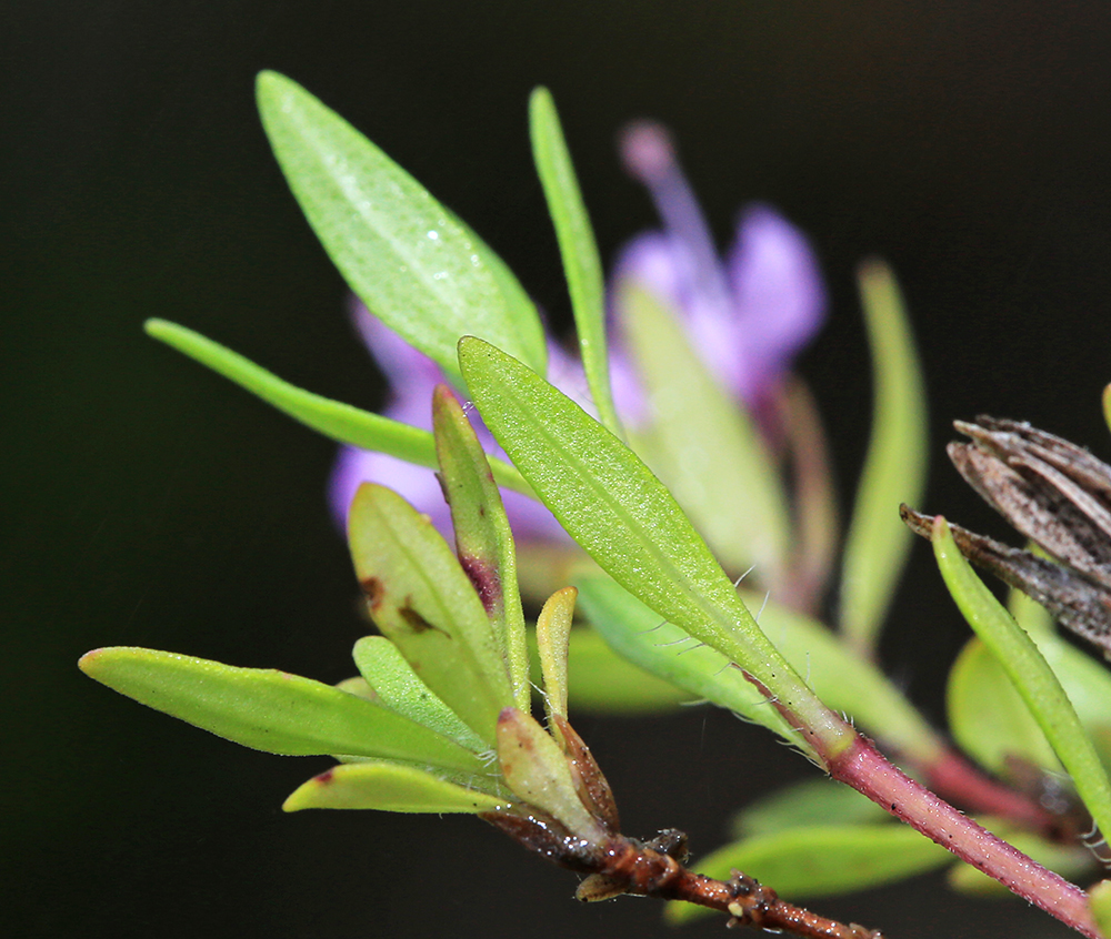 Изображение особи Thymus urussovii.