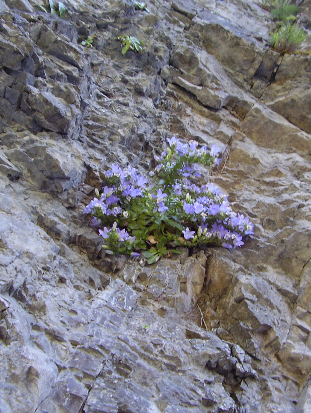 Image of Campanula mirabilis specimen.