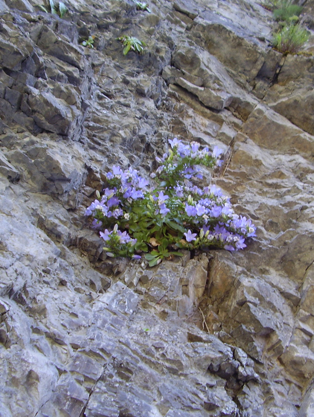 Изображение особи Campanula mirabilis.