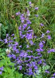 Campanula hohenackeri. Верхушки цветущих растений. Северная Осетия, Пригородный р-н, окр. с. Даргавс, ≈ 1400 м н.у.м., луговой склон. 23.07.2022.