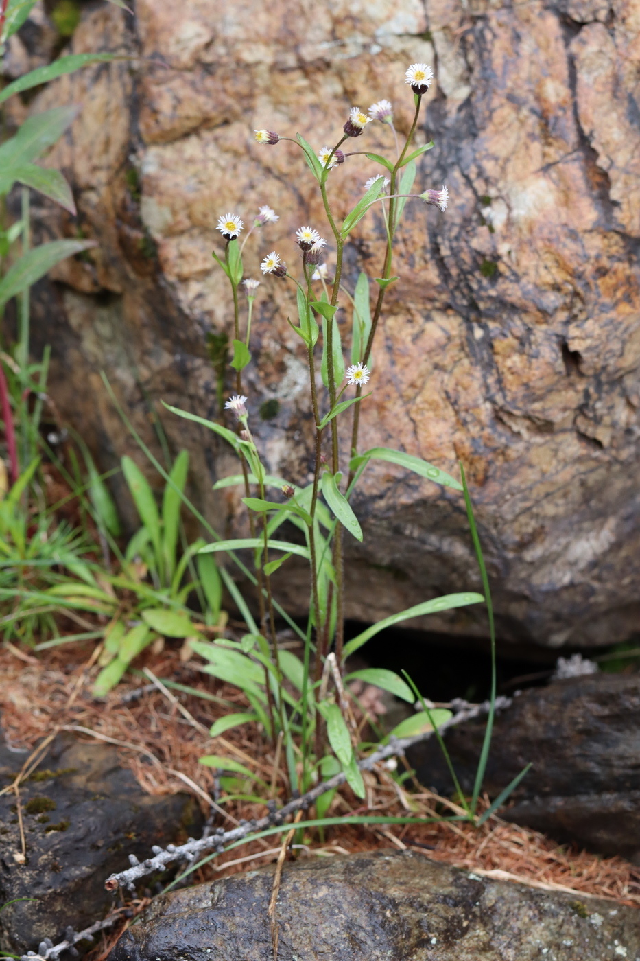 Image of Erigeron politus specimen.