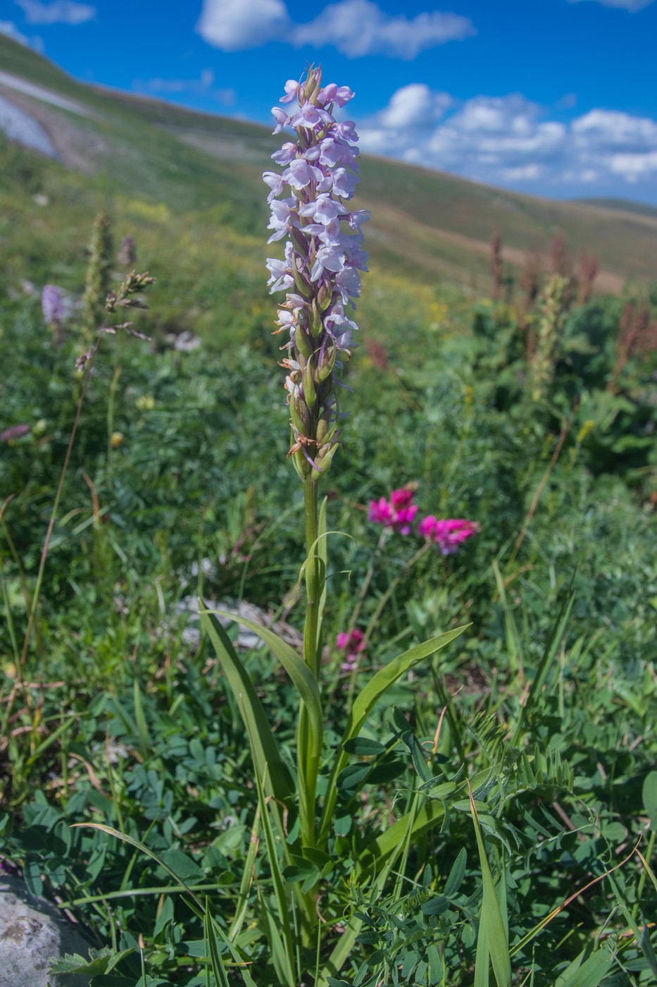 Изображение особи Gymnadenia conopsea.