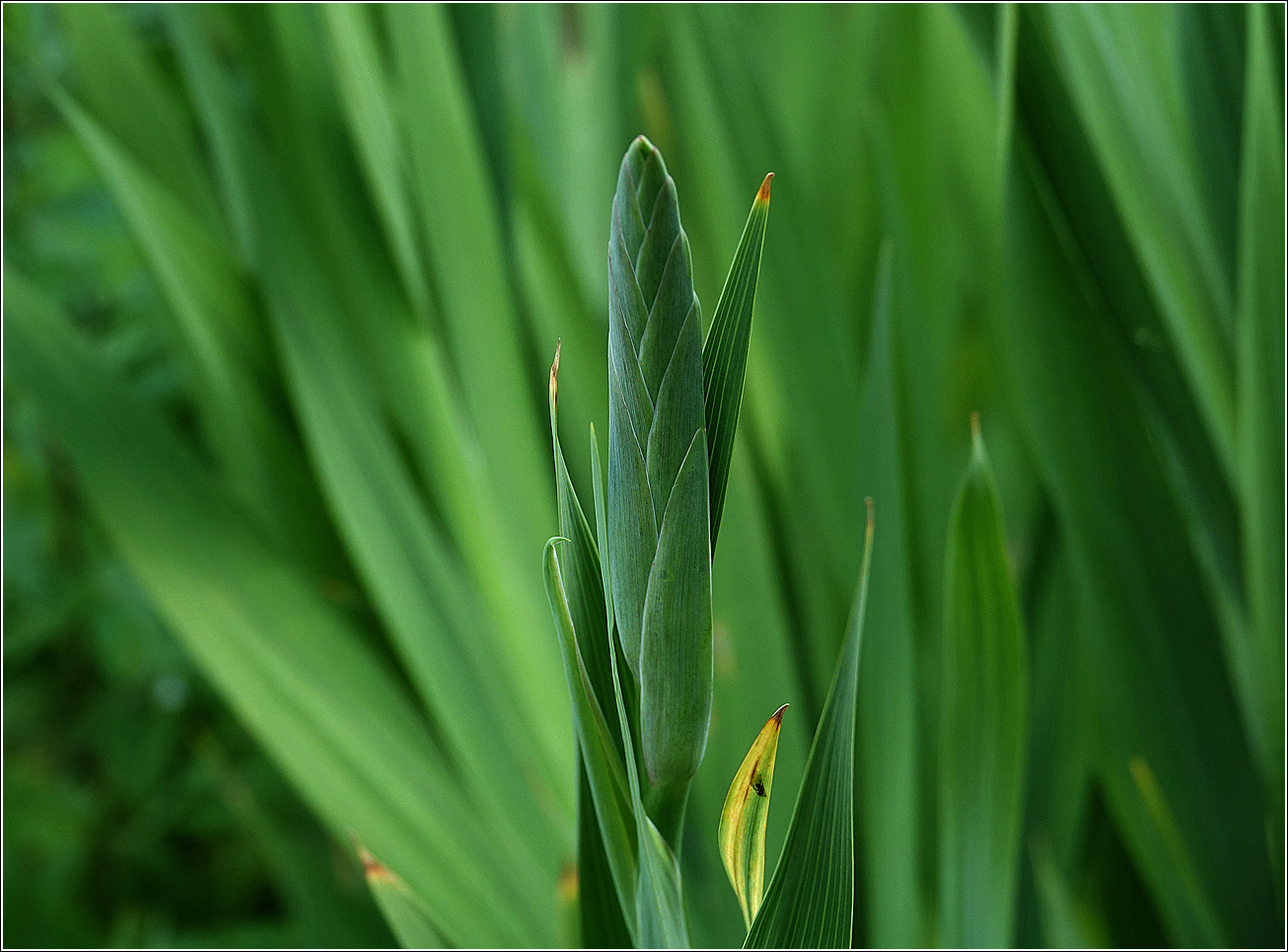 Image of Gladiolus &times; gandavensis specimen.