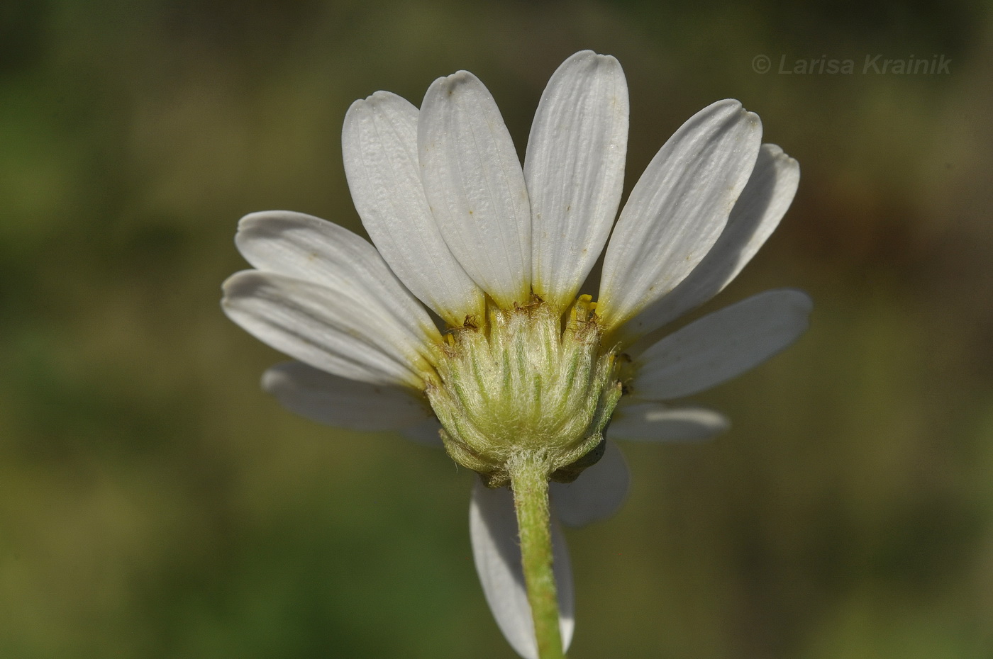 Изображение особи род Anthemis.