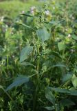 Atriplex kuzenevae. Цветущее растение. Мурманская обл., Восточный Мурман, окр. пос. Дальние Зеленцы, берег Дальнезеленецкой бухты. 04.08.2010.