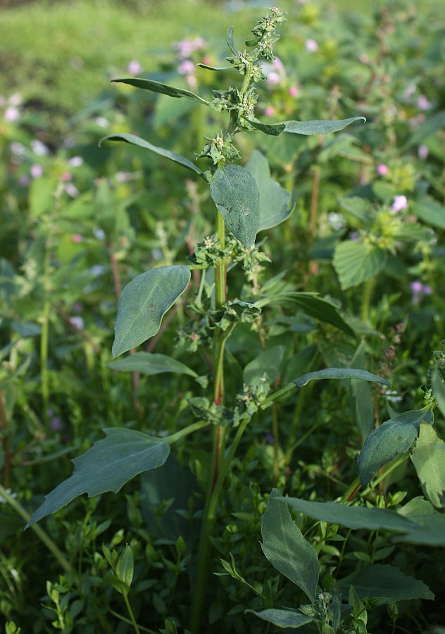 Image of Atriplex kuzenevae specimen.