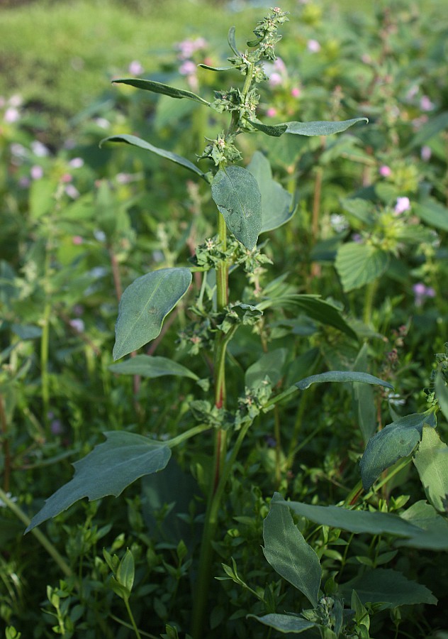 Изображение особи Atriplex kuzenevae.