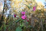 Impatiens glandulifera. Верхушка цветущего и плодоносящего растения среди плодоносящих побегов крапивы (Urtica dioica). Москва, ландшафтный заказник \"Тропарёвский\", на поляне. 16 октября 2022 г.