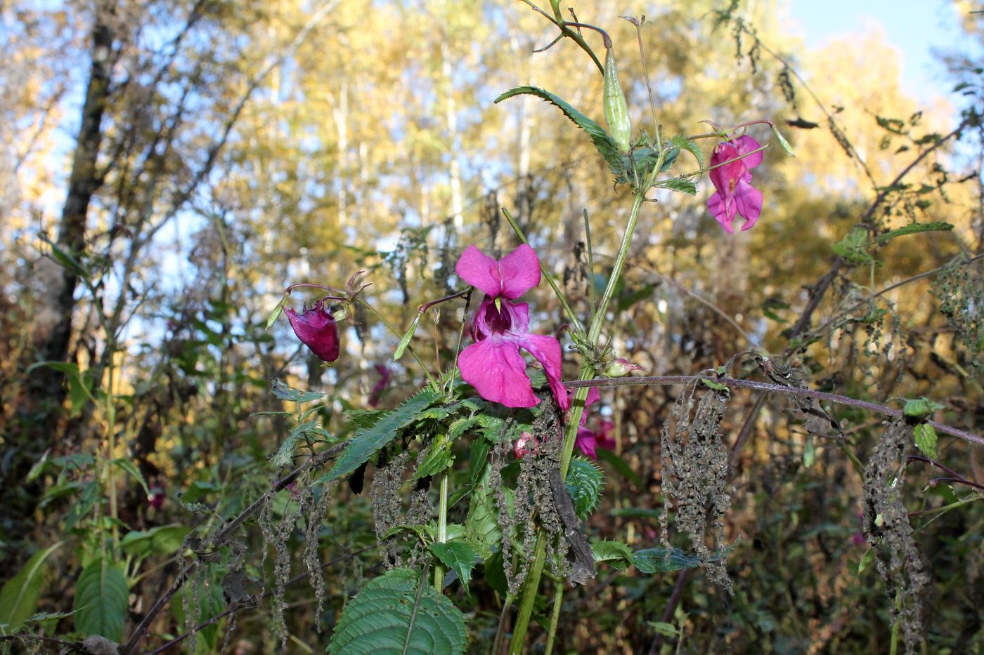 Image of Impatiens glandulifera specimen.