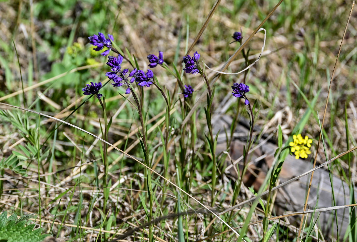 Изображение особи род Polygala.