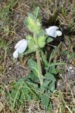 Phlomoides labiosa