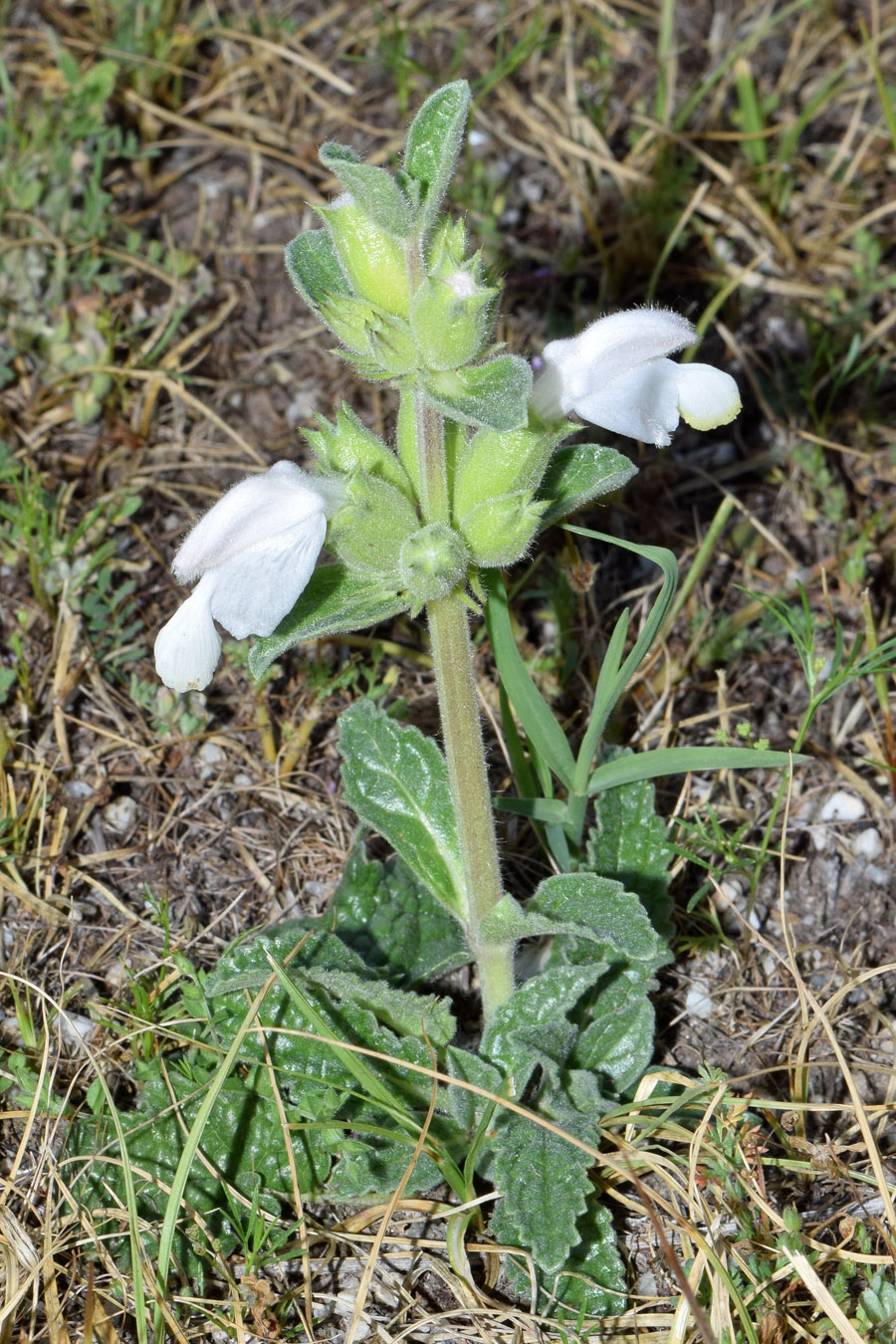 Изображение особи Phlomoides labiosa.