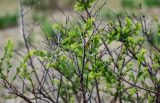 Spiraea hypericifolia. Ветви вегетирующего кустарника. Хакасия, Аскизский р-н, долина р. Аскиз, степь. 12.06.2022.