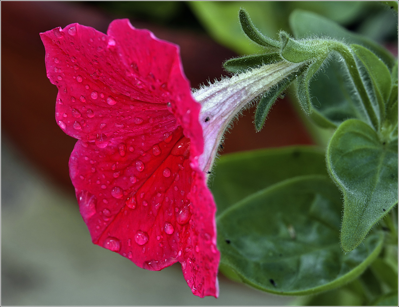 Image of Petunia × atkinsiana specimen.