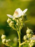 genus Rubus