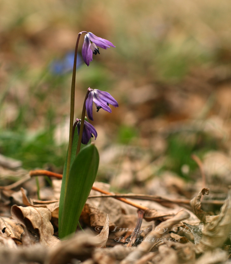 Image of Scilla siberica specimen.