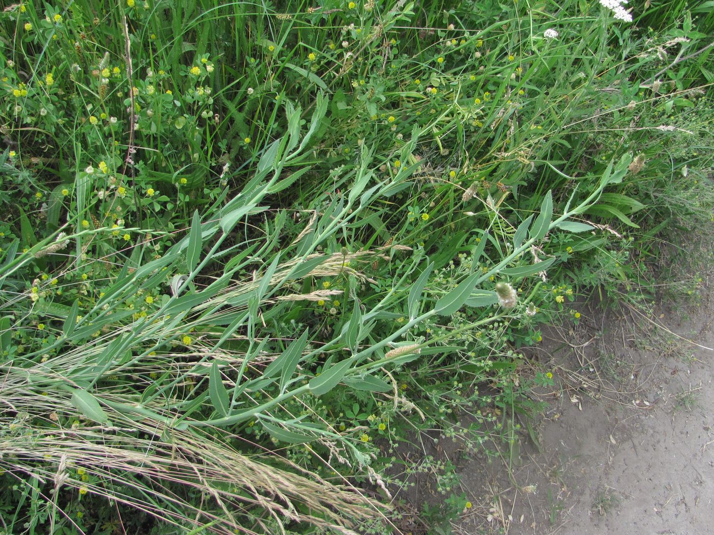 Изображение особи Chondrilla latifolia.