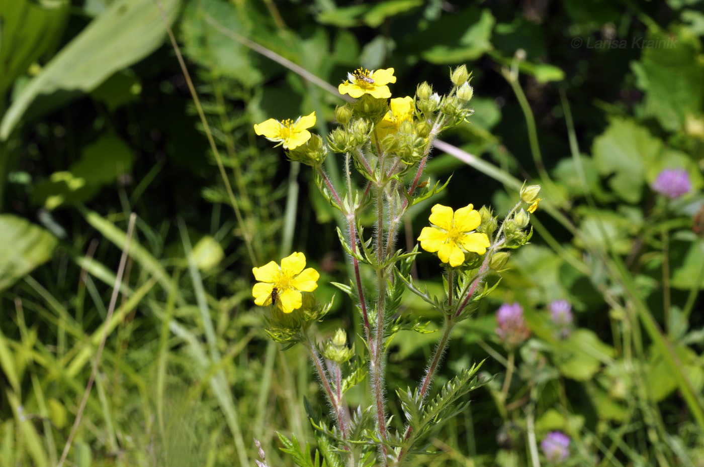 Изображение особи Potentilla chinensis.