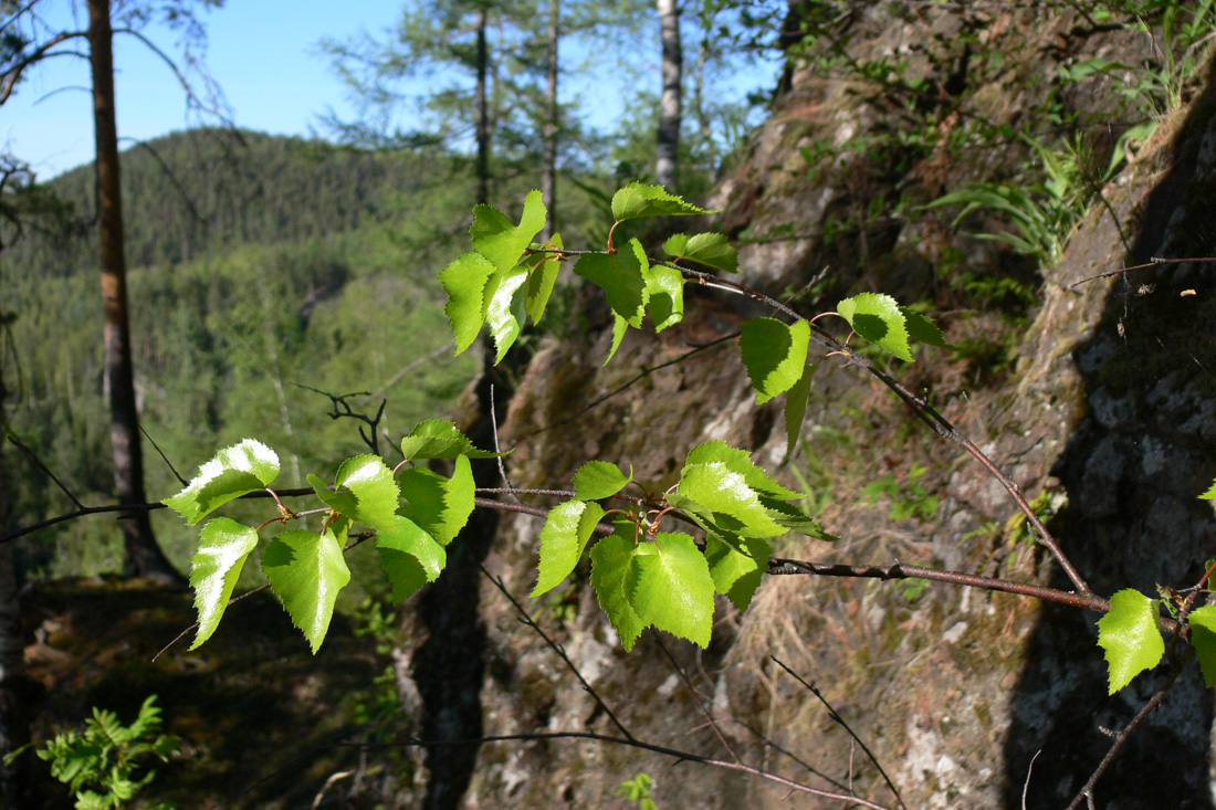 Изображение особи Betula pendula.