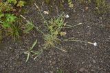 Dianthus cretaceus