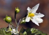 Solanum nigrum. Соцветие с цветком и незрелыми плодами. Приморский край, г. Владивосток, о. Русский, кампус ДВФУ. 19.10.2022.