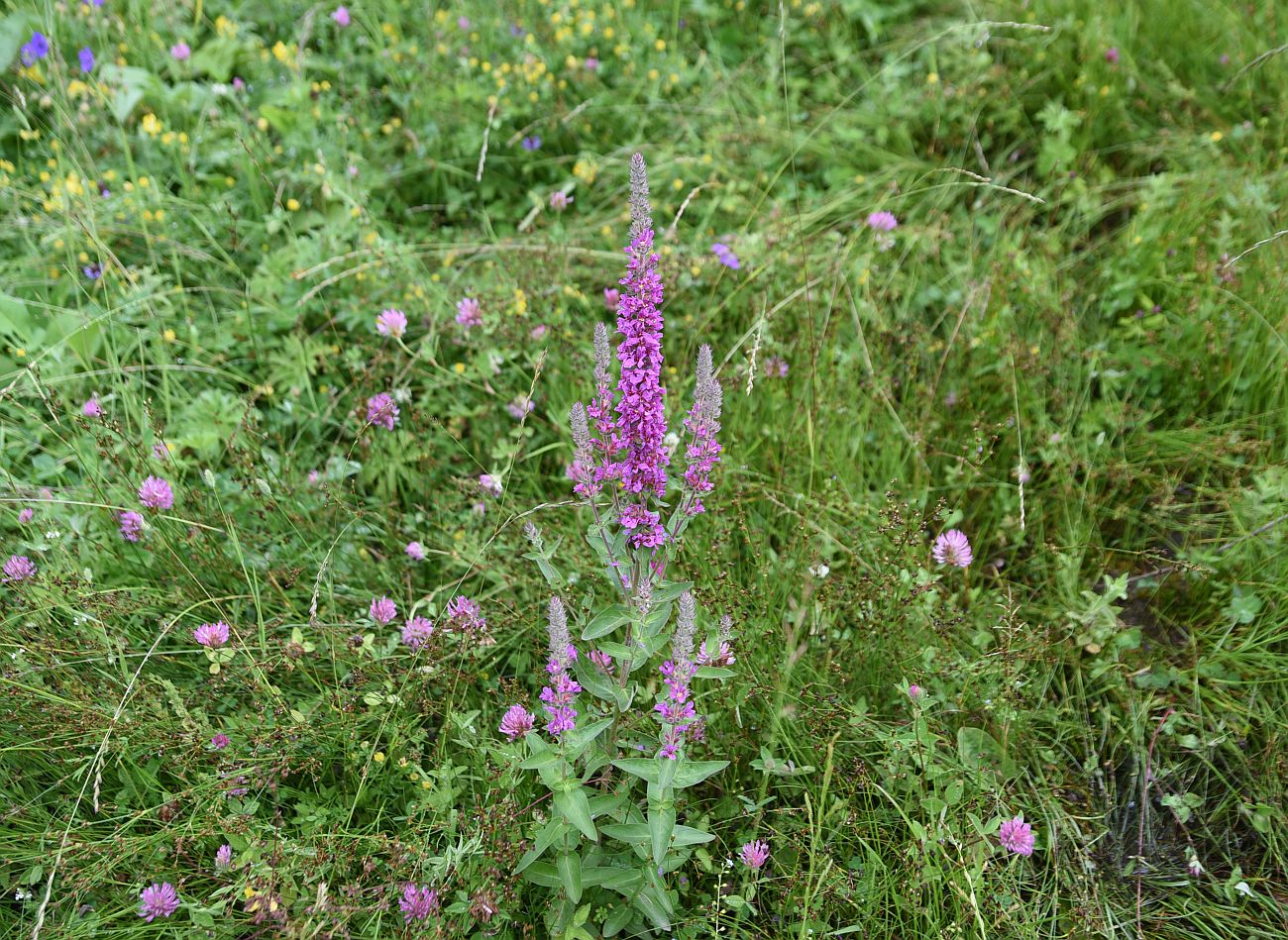 Изображение особи Lythrum salicaria.