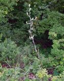 Lactuca tuberosa