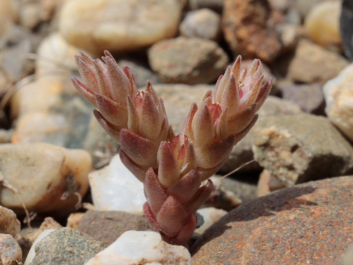 Image of Macrosepalum aetnense specimen.