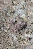 Rhaphidophyton regelii