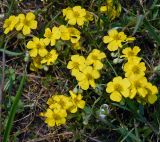 Helianthemum canum