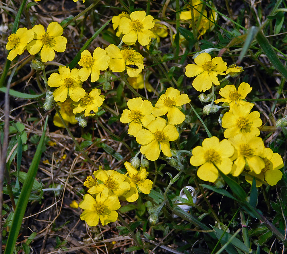 Image of Helianthemum canum specimen.