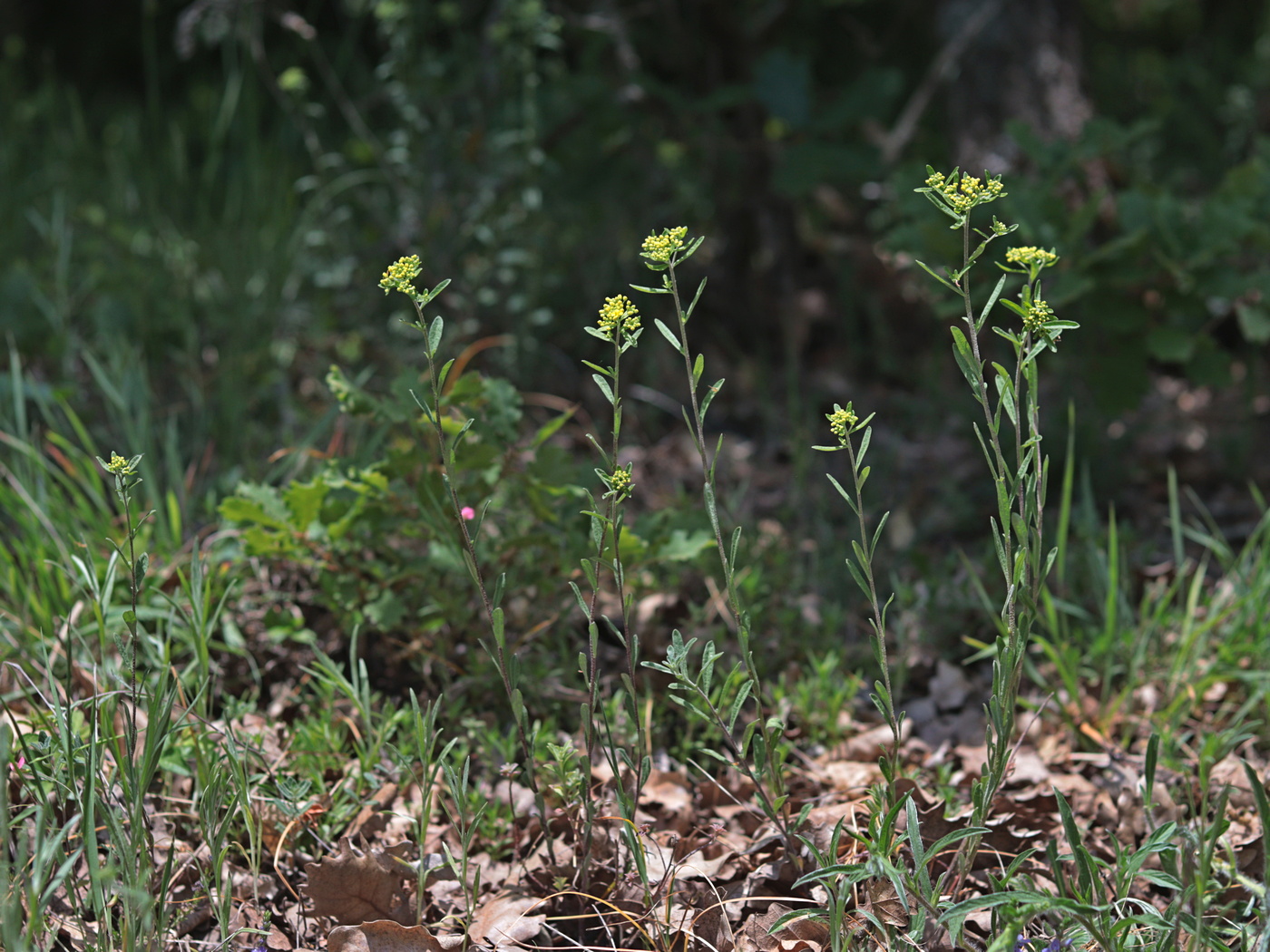 Изображение особи Odontarrhena muralis.