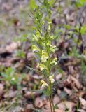 Pedicularis mandshurica. Верхушка цветущего растения. Приморский край, Лазовский р-н, окр. дер. Глазковка, приморская сопка, широколиственный лес. 26.05.2023.