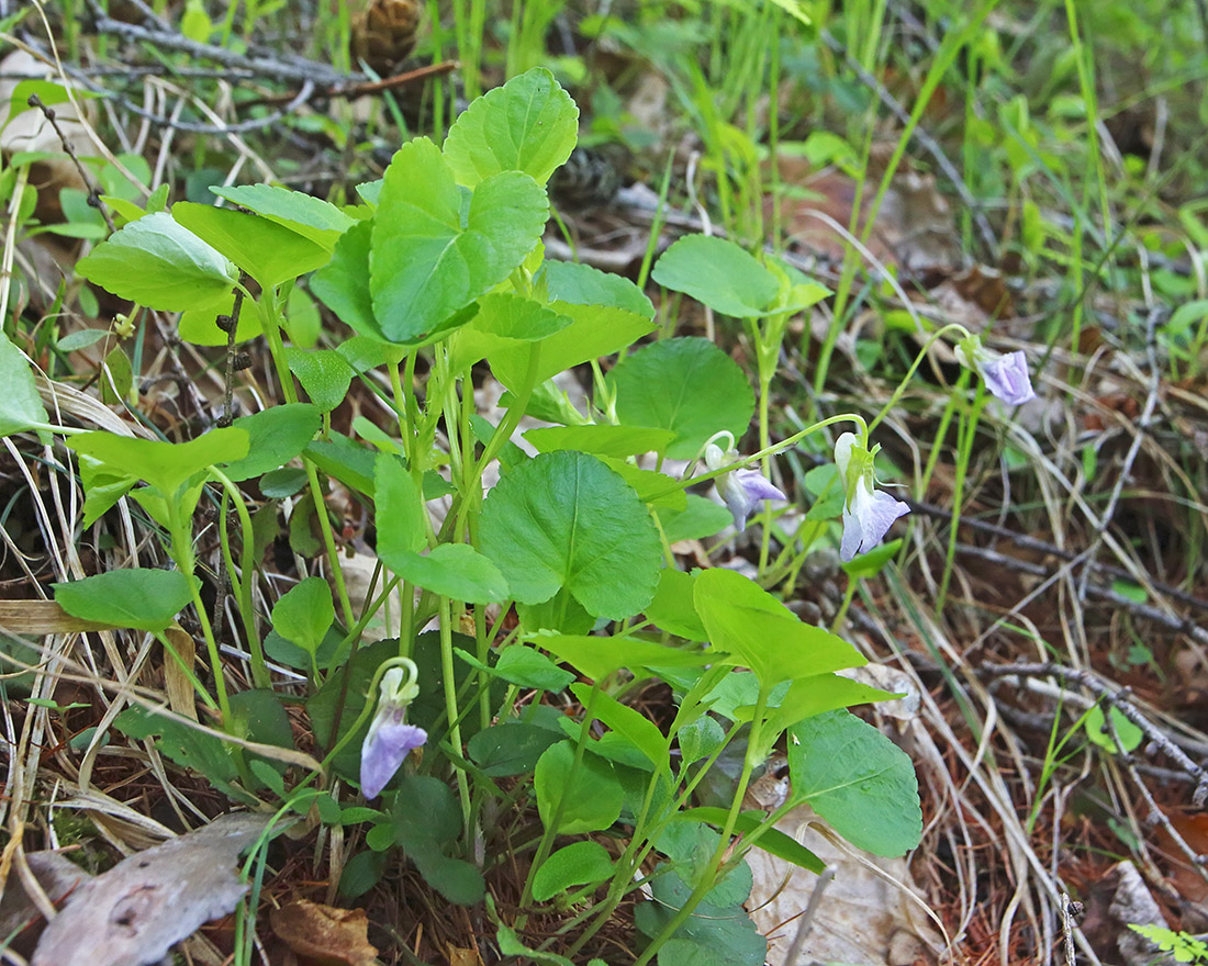 Image of genus Viola specimen.