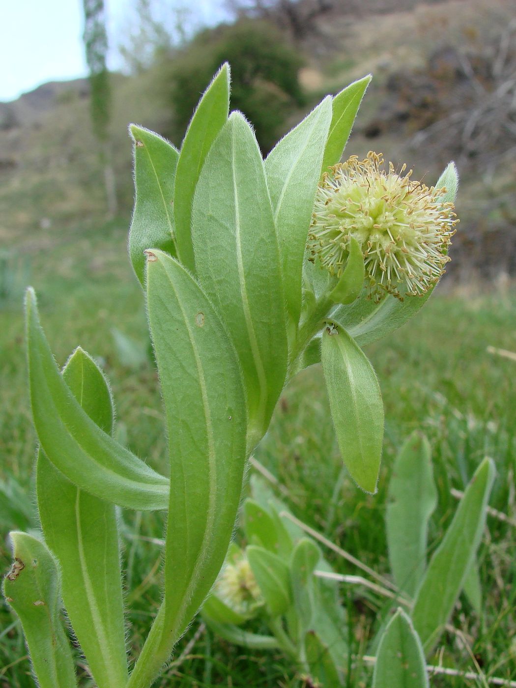 Image of Kuschakewiczia turkestanica specimen.