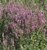 Teucrium chamaedrys